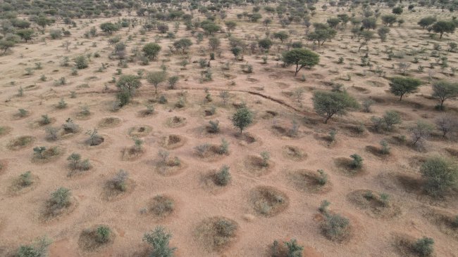 Site de récupération de terres dégradées de Mainari dans la commune de Mirriah région de Zinder